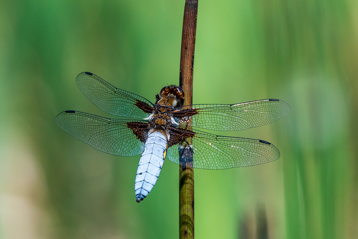 20180511_D500_1902NF.jpg