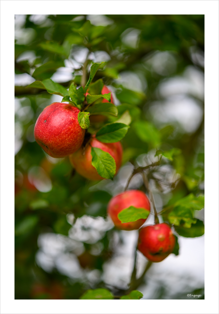 DSC_4837.jpg