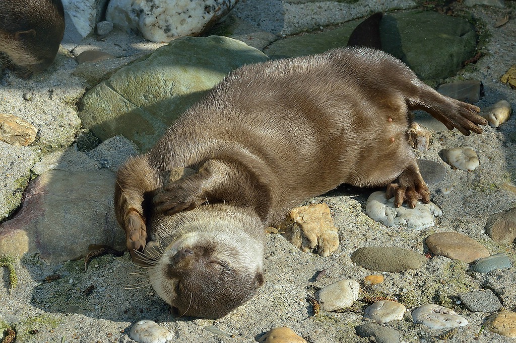 Otter_9200.jpg