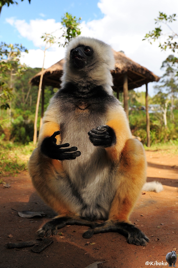 Der weiß-schwarz-orangene Lemur hockt aufrecht vor der Kamera