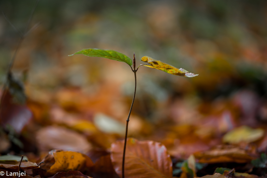 RWN_8860.jpg