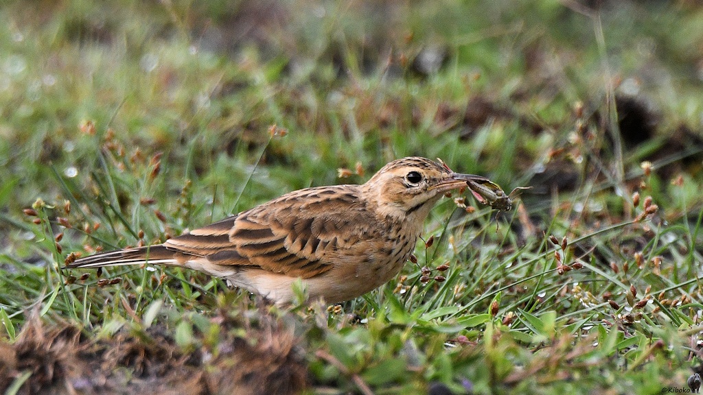 Ein kleiner brauner Vogel steht auf einer Wiese und hat einen Grashüpfer im Schnabel.