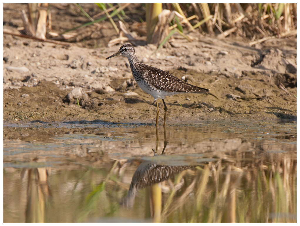 Bruchwasserlaeufer%20001.jpg