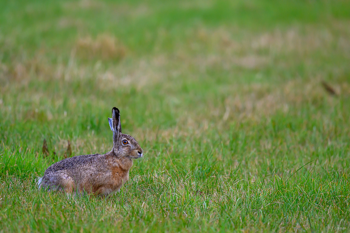 DSC_4714.jpg