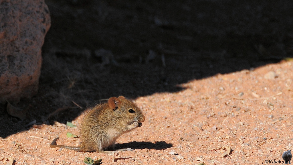 Eine kleine Maus sitzt vor einem Stein auf den Hinterbeinen und ist am knabbern.