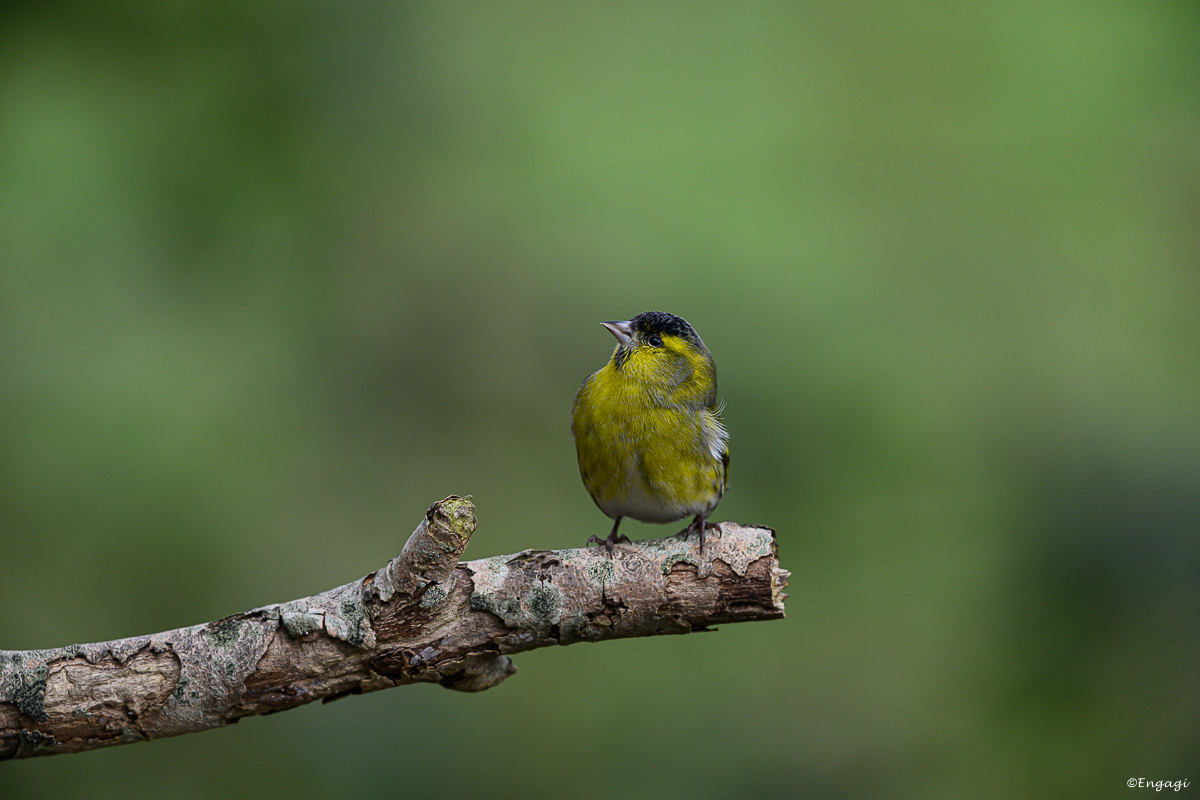 DSC_1296.jpg