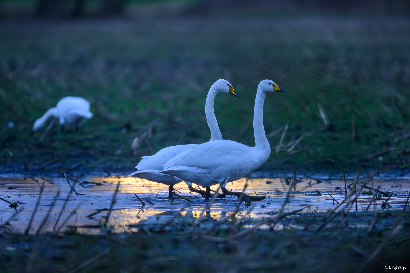 DSC_2162.jpg