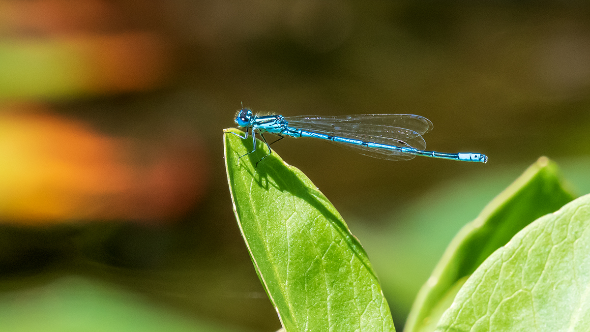 20200613_D500_0582NF.jpg