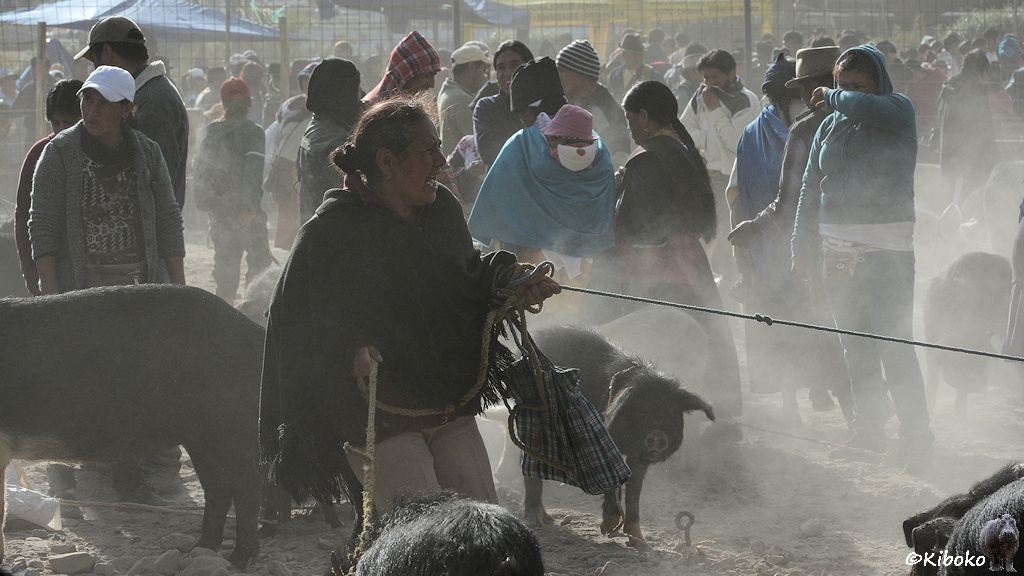 Das Bild zeigt eine Frau, die an einer Leine zieht. Drumherum sind schwarze Schweine und weitere Frauen. Eine Staubwolke zieht über den Markt.