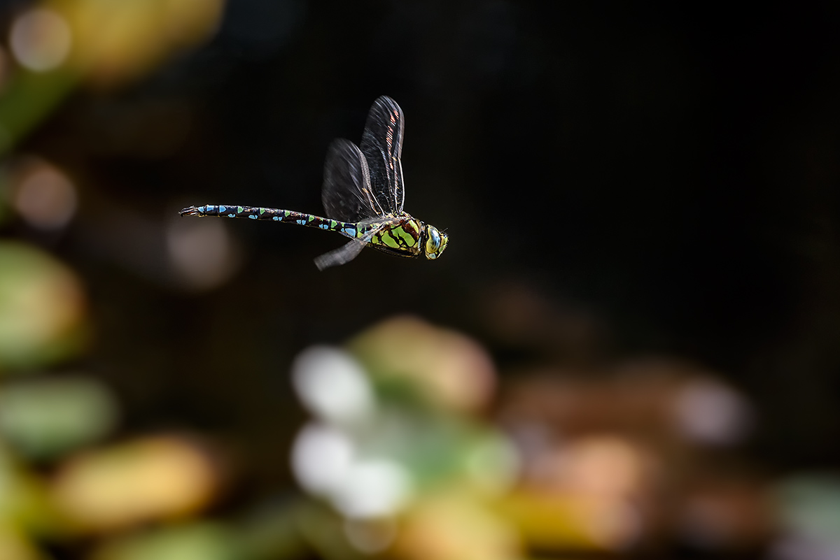 20170905_D810_0293vNF.jpg