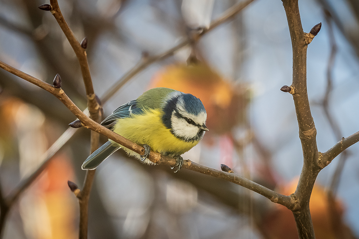 20201120_D500_2243NF.jpg