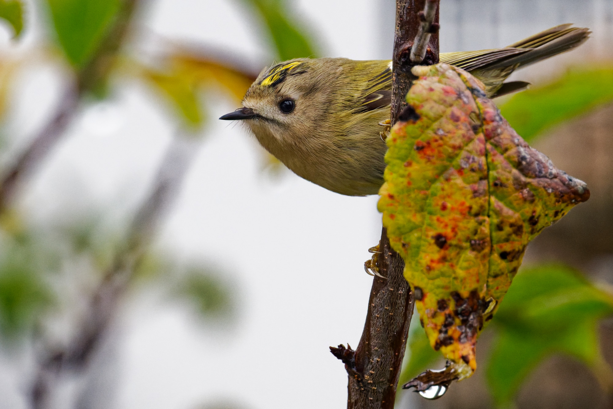 NZ8_0188-055.jpg
