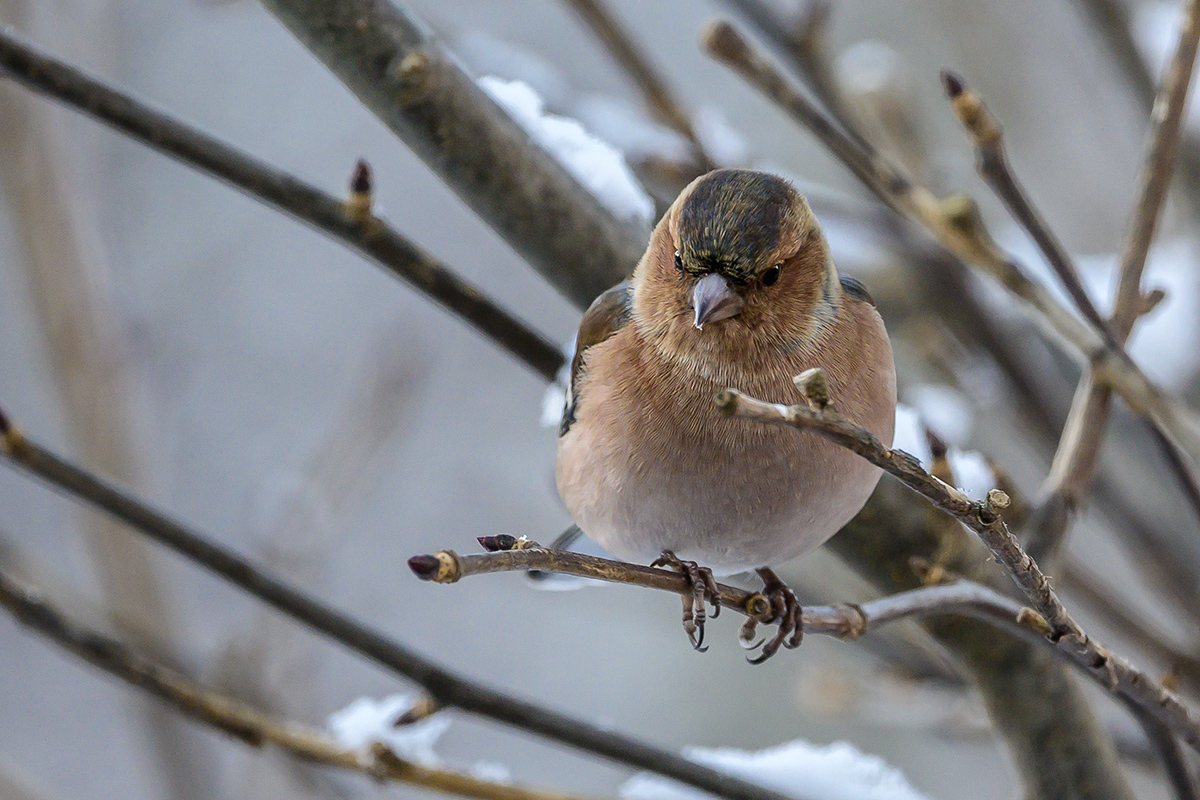 20201231_NZ6_4061NF.jpg