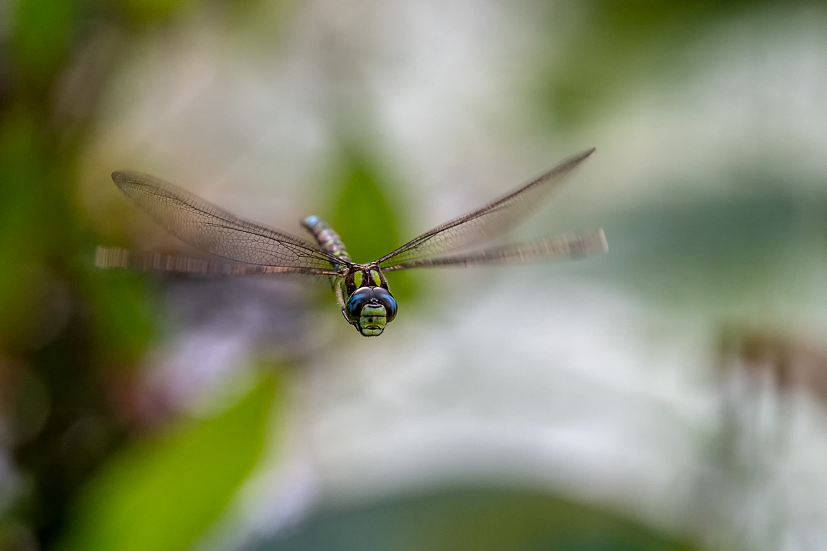 20180804_ND5_0265vNF.jpg