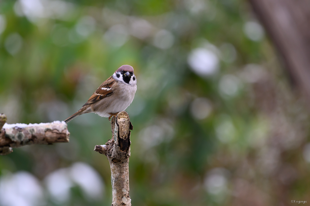 DSC_6737.jpg