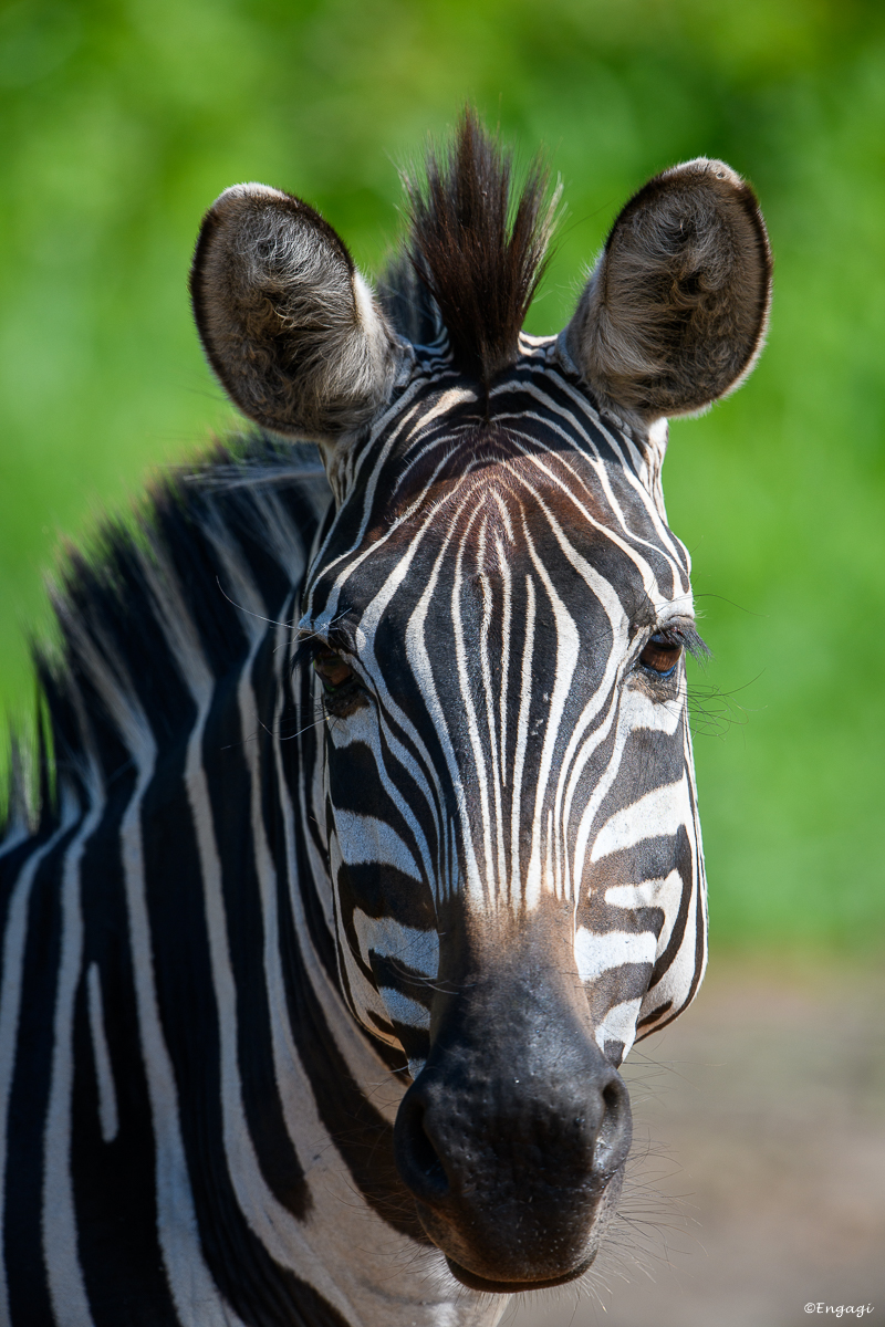 Uganda%202284.jpg