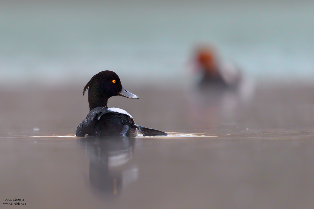 20150419_0202_PS_1200Px.jpg