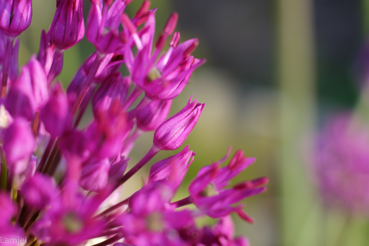 DSCF9461.jpg