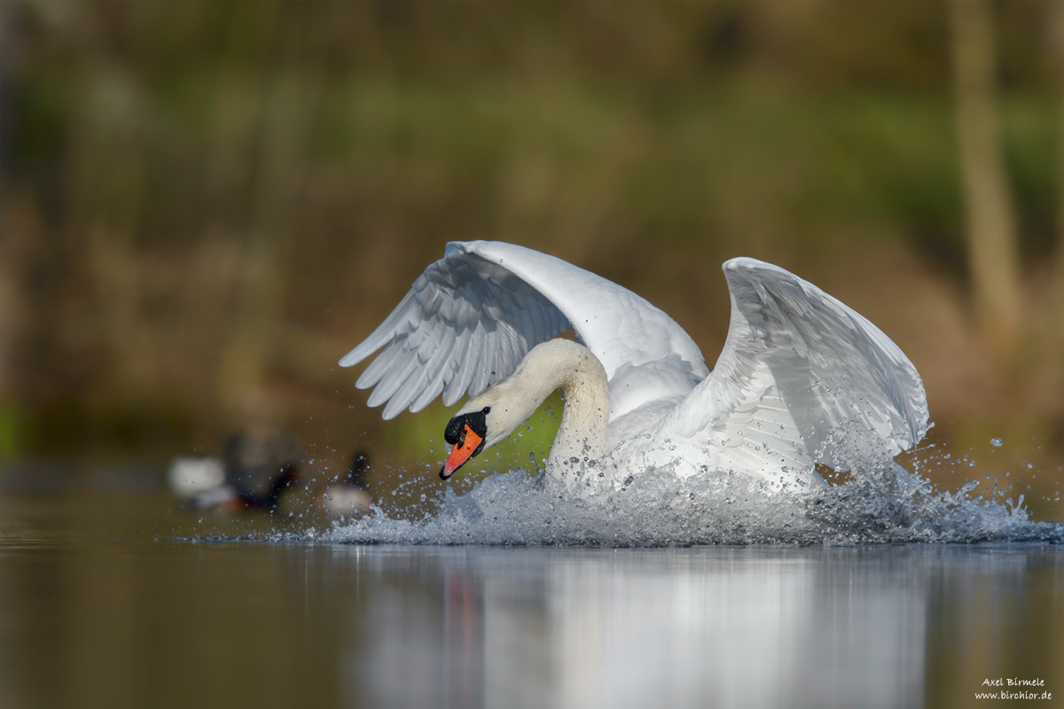 20150405_0097_PS_1200Px.jpg