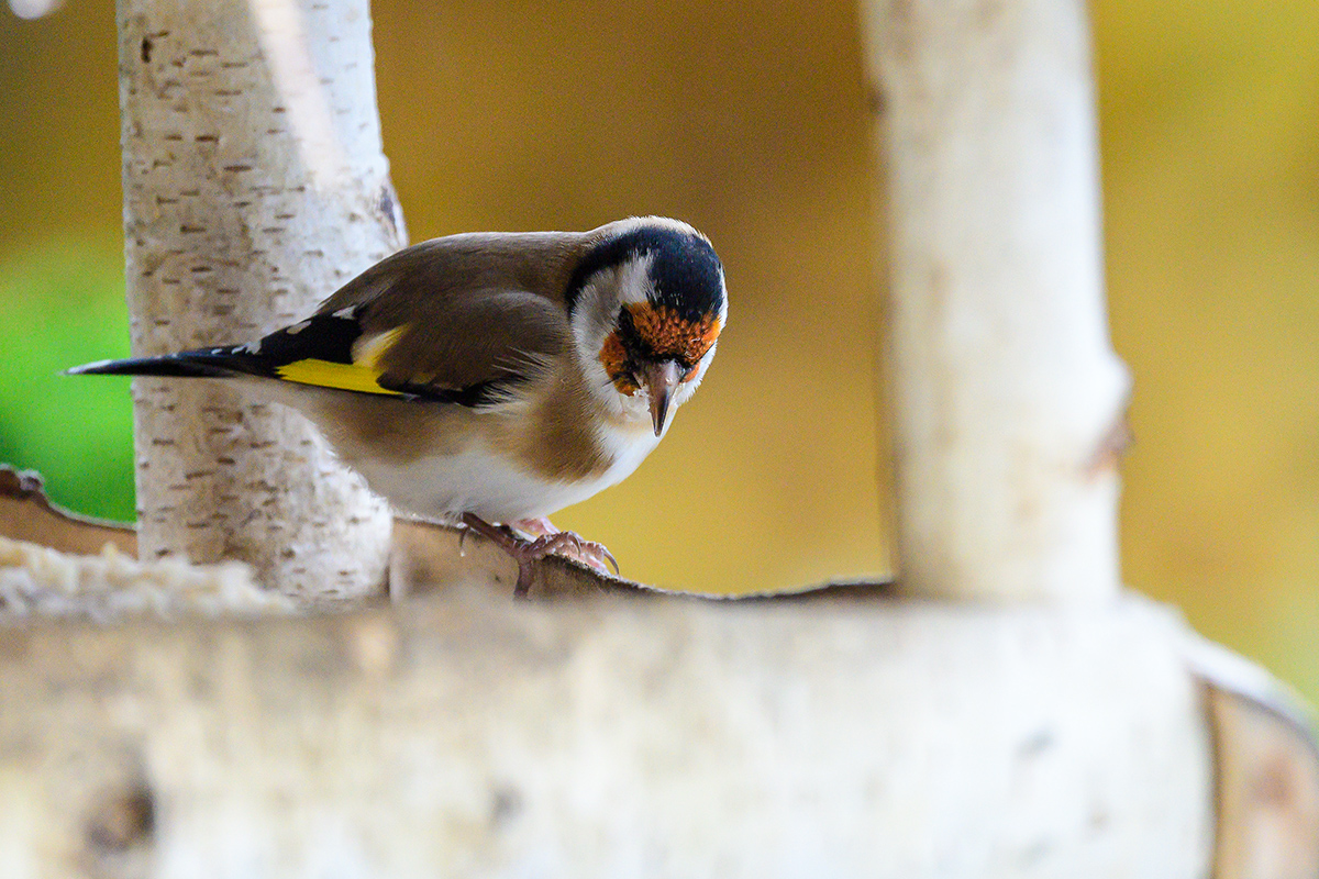 20201029_D500_2667NF.jpg