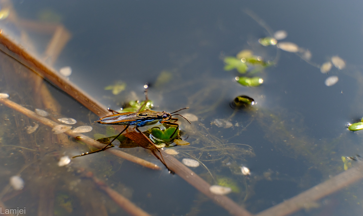 DSCF9395.jpg