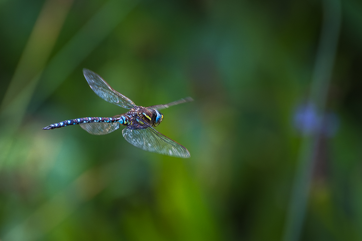 20240813_NZ8_1629_DPNF.jpg