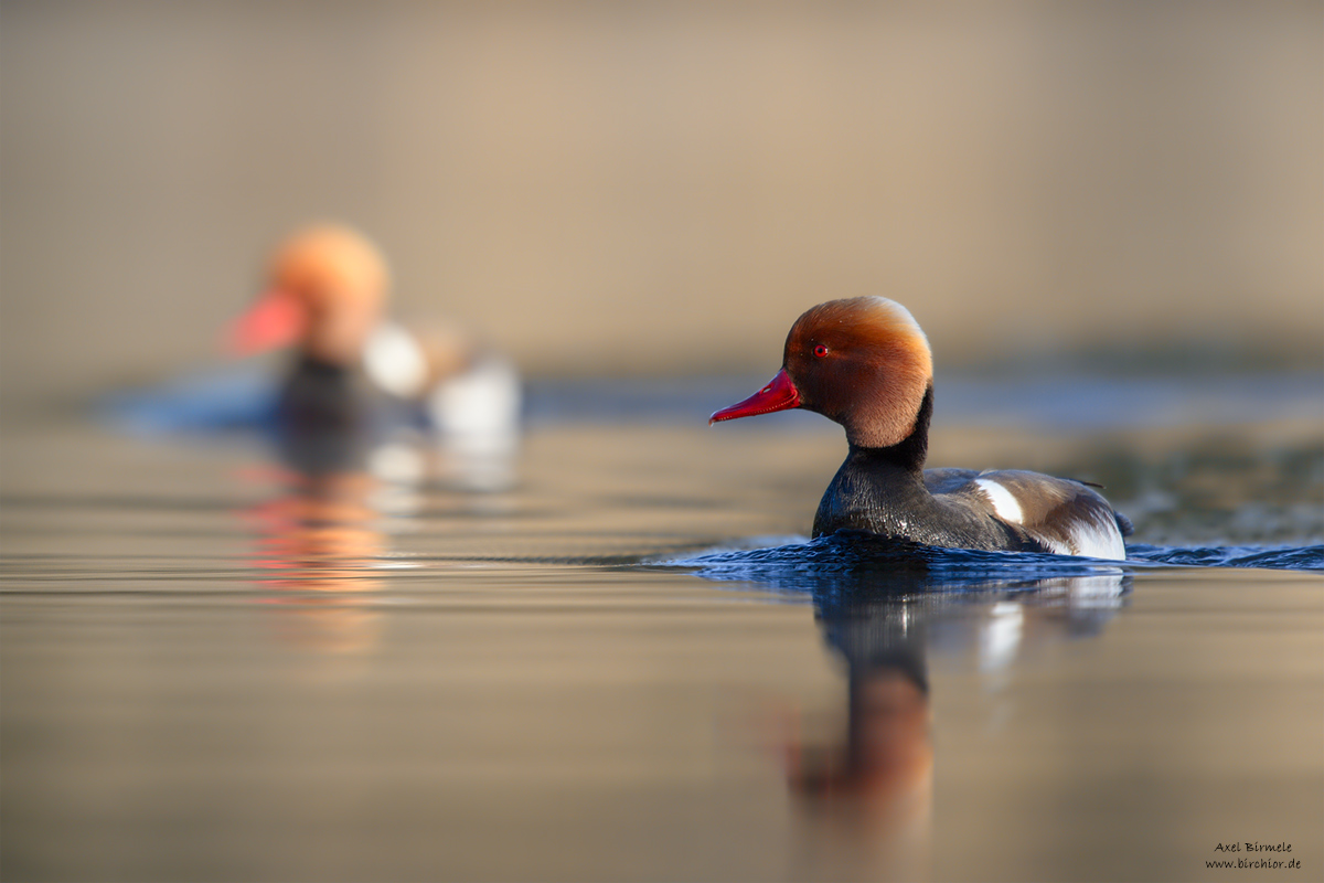 20150419_0624_PS_1200Px.jpg
