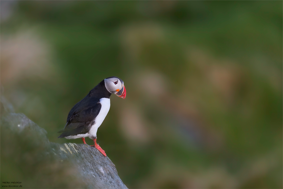 20140514_1020_PS_1200Px.jpg
