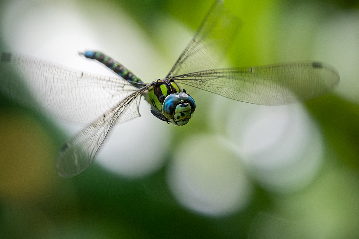 20190825_D500_1757NF.jpg