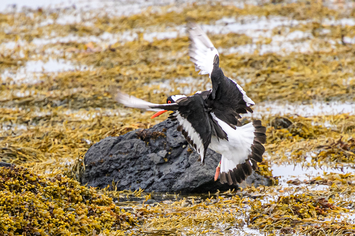 20190720_ND5_2953NF.jpg
