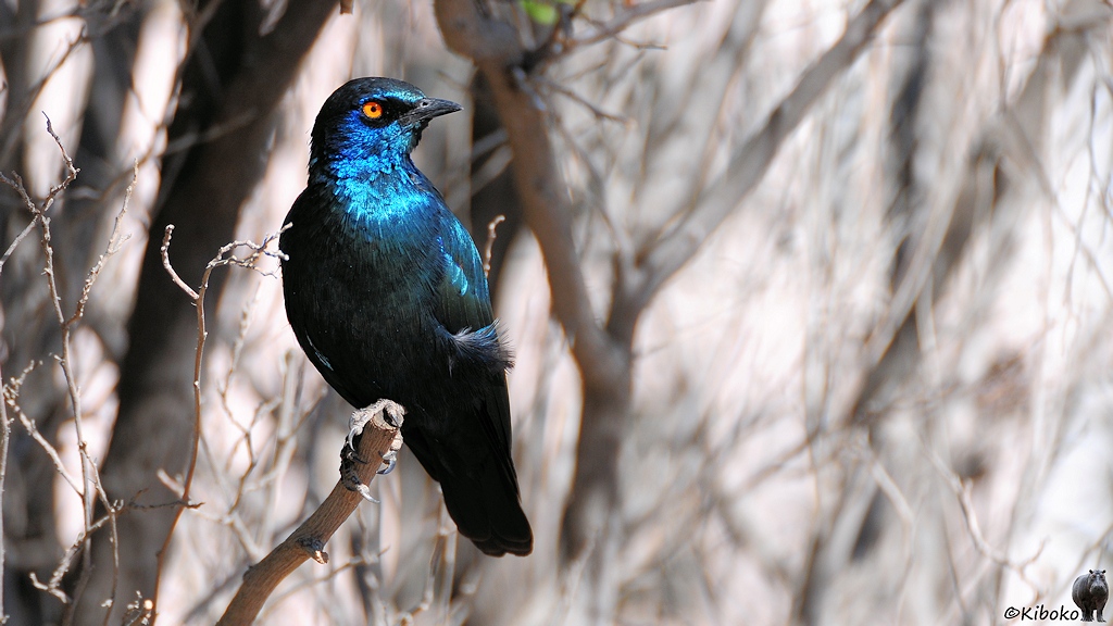 Ein blauer Vogel mit glänzendem Gefieder und orangenem Auge sitzt auf einem trockenen Ast in einem trockenen Gebüsch.