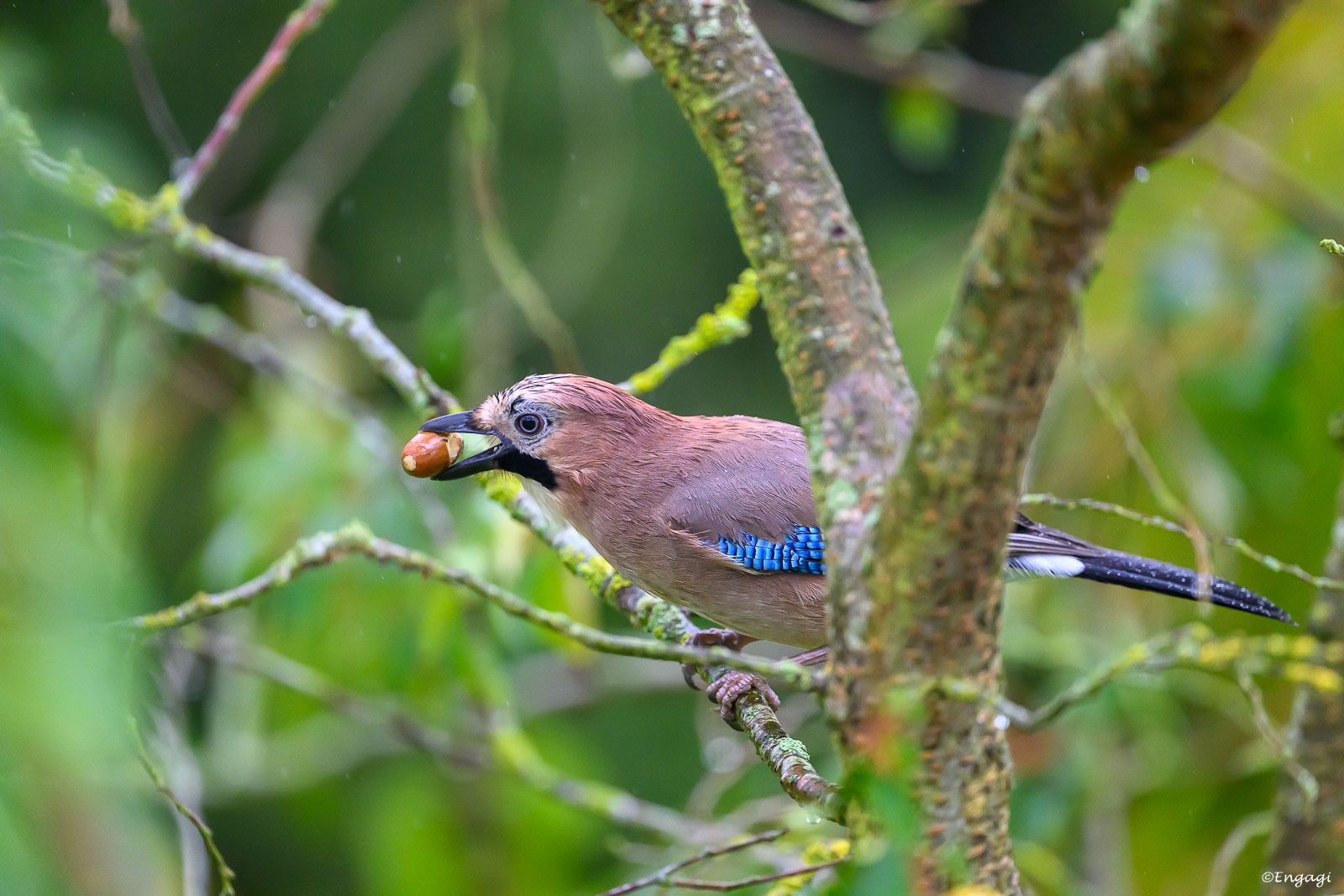 DSC_2572.jpg