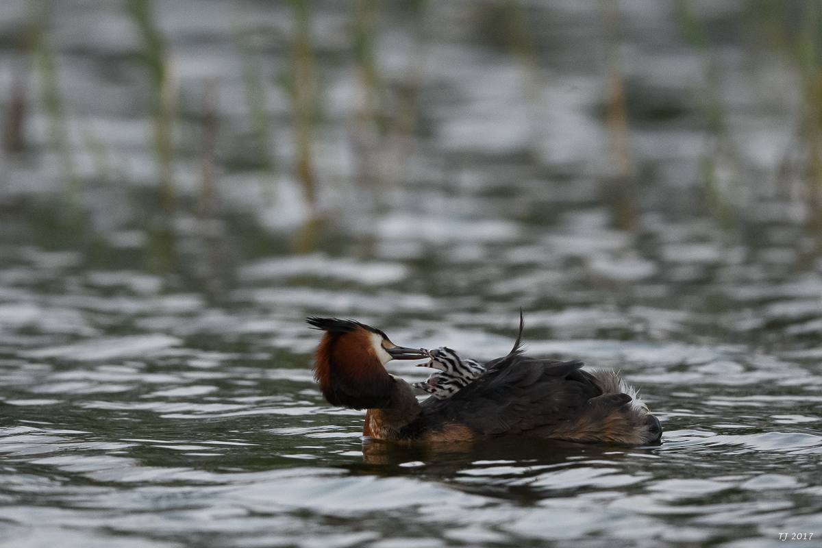 DSC_1915.jpg