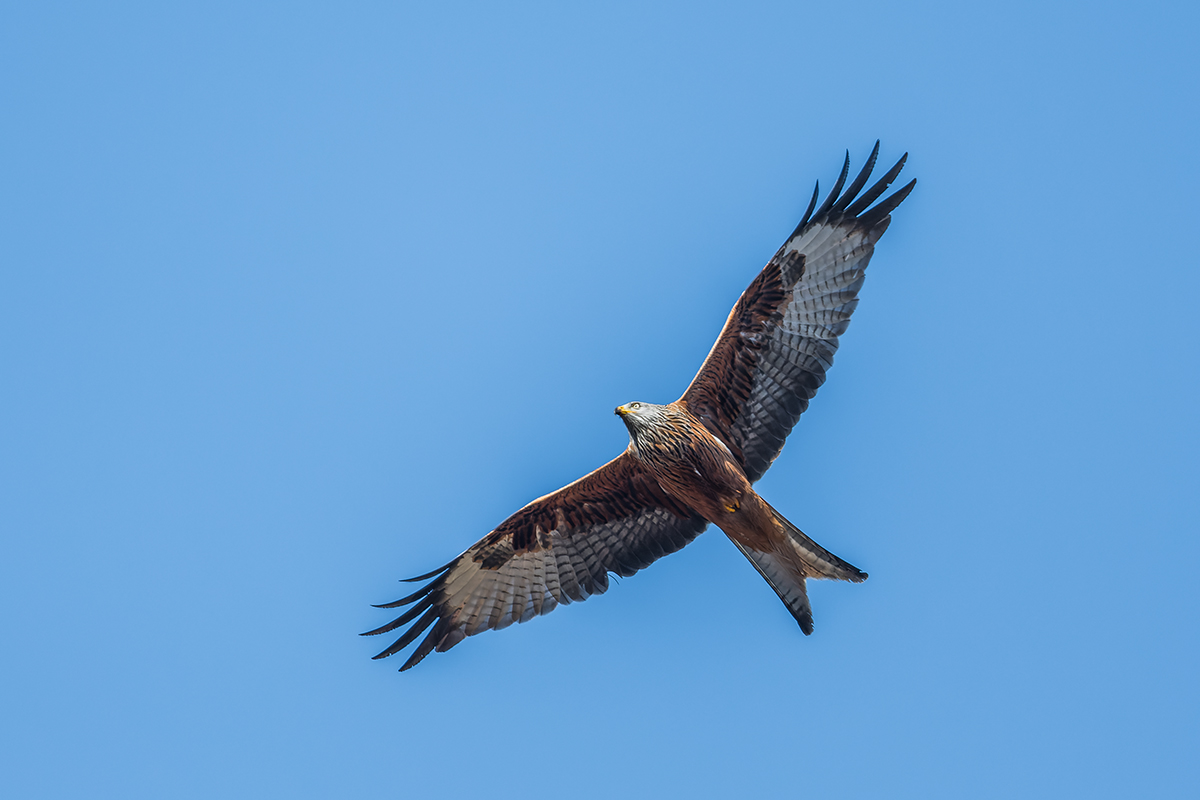 20220129_D500_2363_DxONF.jpg