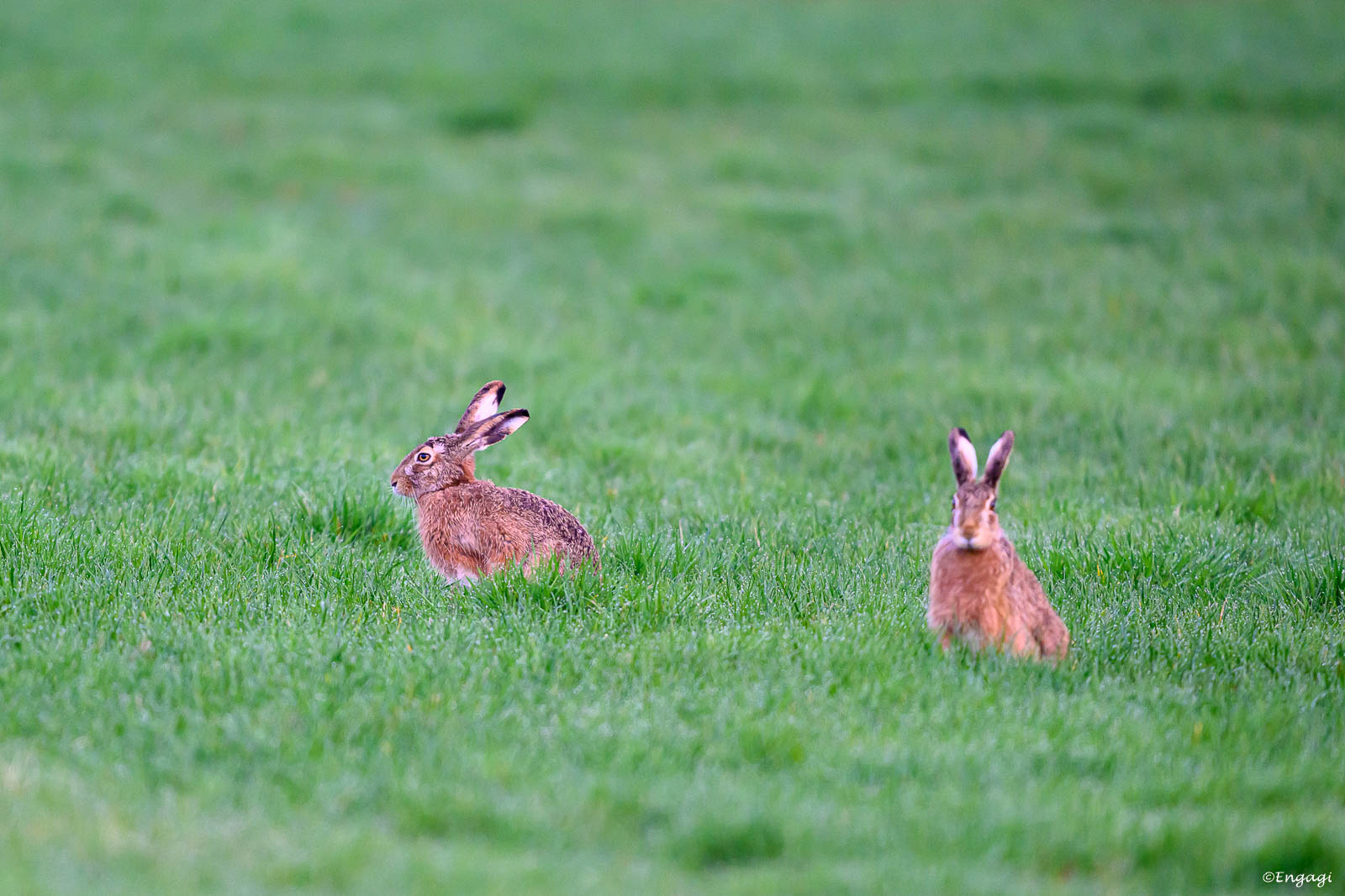 DSC_9382.jpg