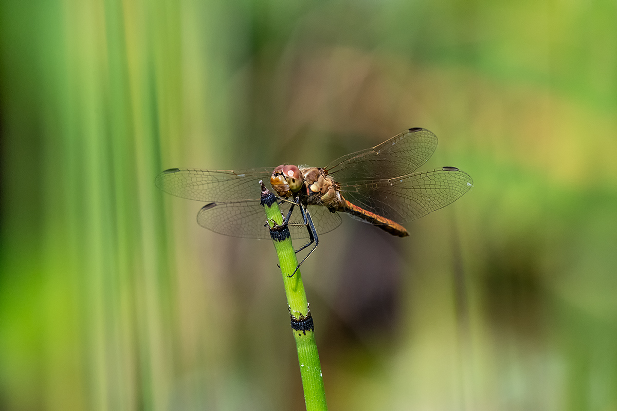 20180731_D850_3512NF.jpg