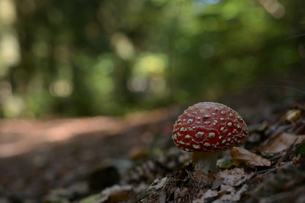 39558902sb.jpg
