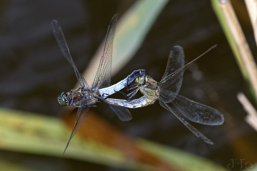 GrosserBlaupfeil0710.jpg