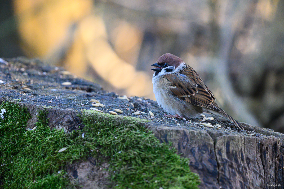 DSC_0676a.jpg