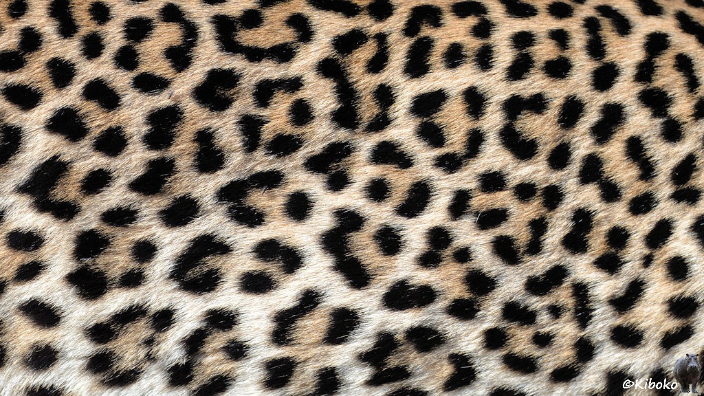 Das Bild zeigt den Ausschnitt von einem Leopardenfell von der Seite.