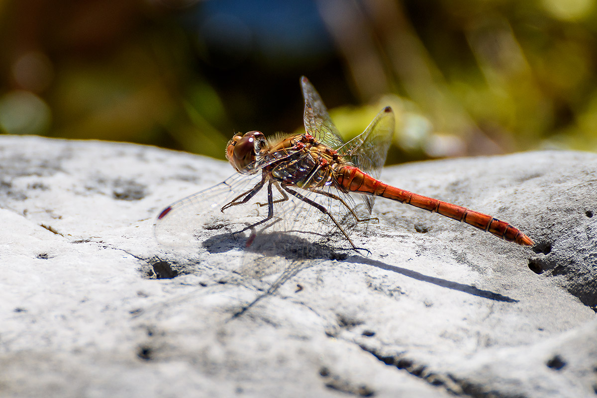 20170921_D810_0914NF.jpg