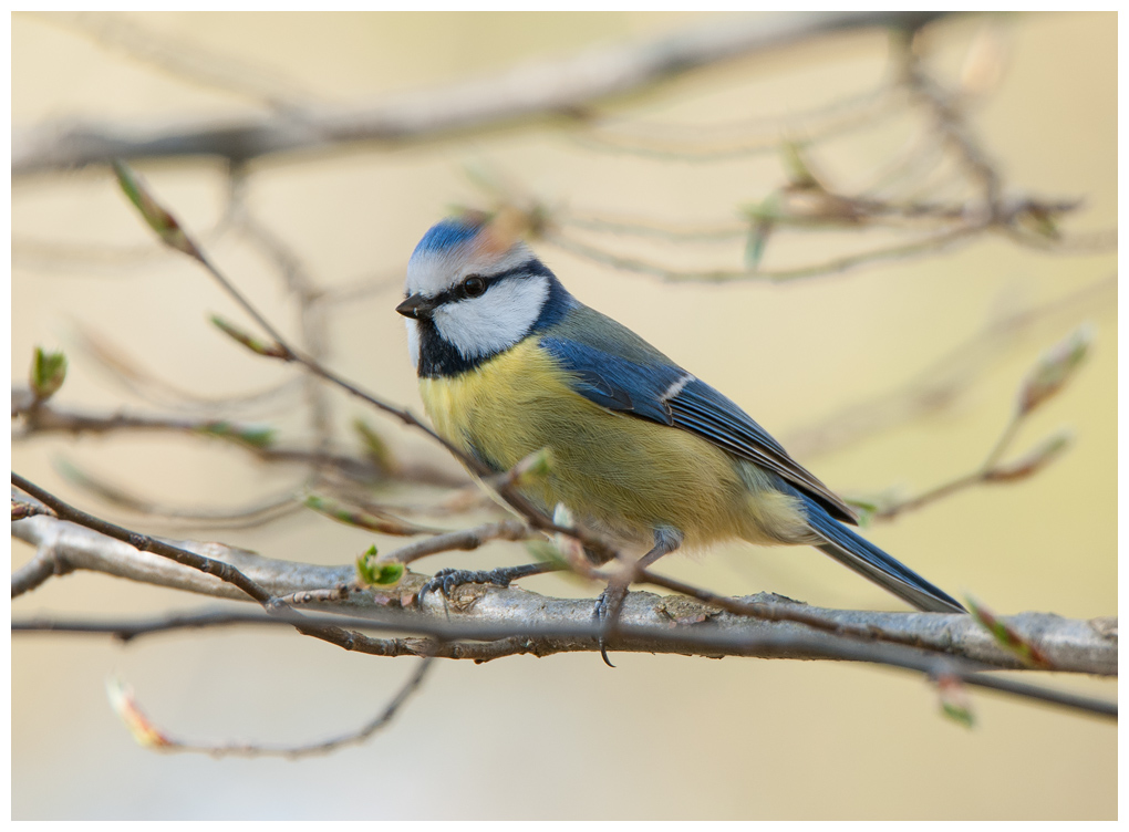 Blaumeise025.jpg