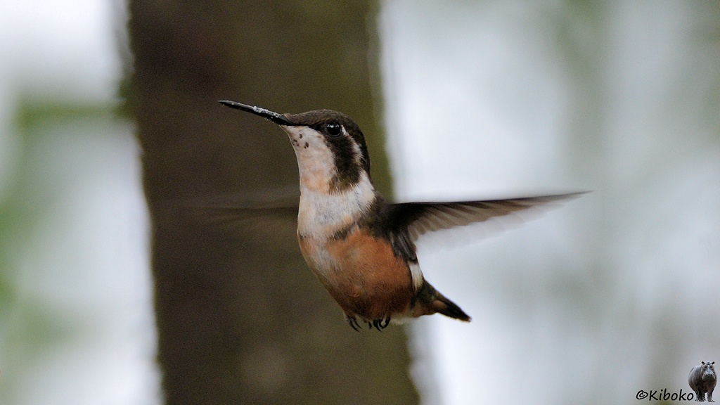 Das Bild zeigt einen kleinen, dunkelgrünen Kolibri im Flug mit weißer Kehle, Halsring und Brust. Der Bauch ist braun.