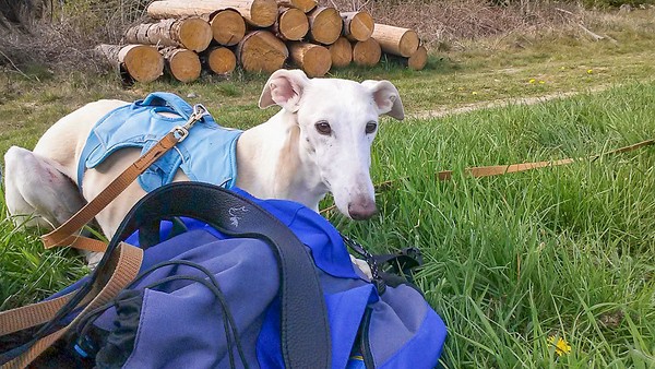 k_gurt-hund-6.jpg
