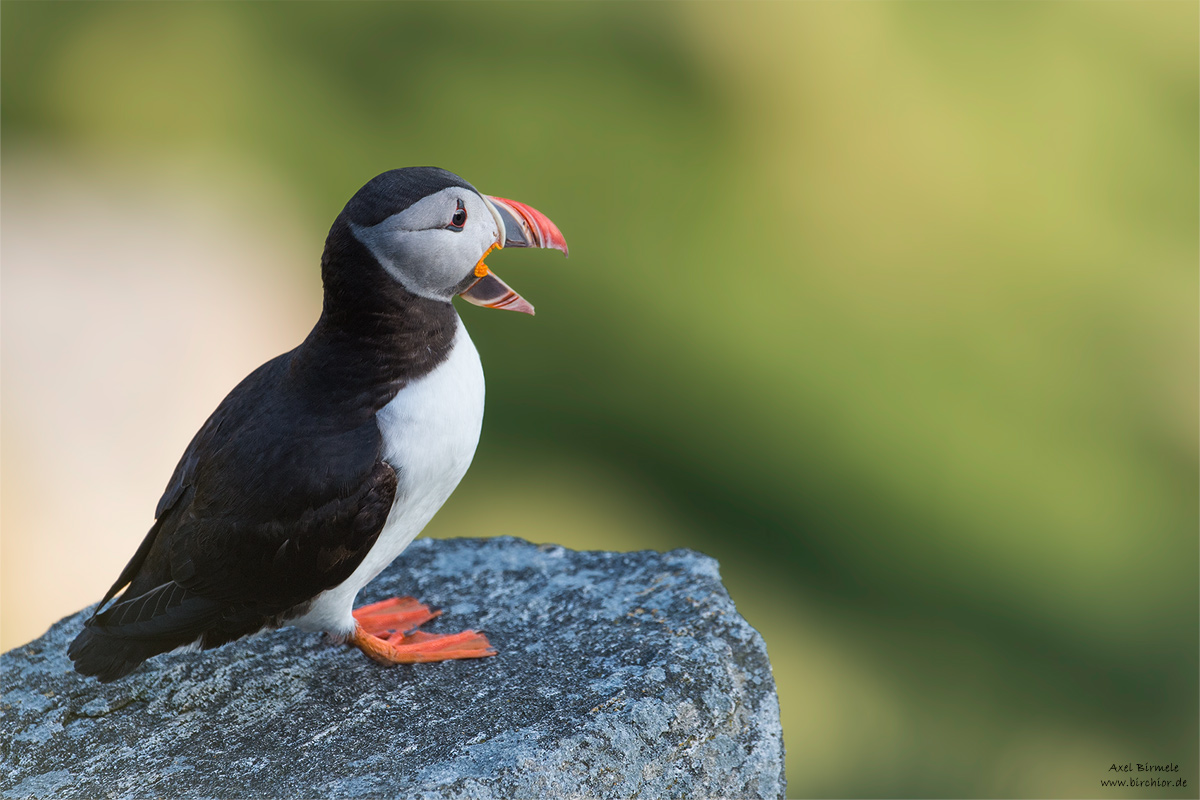 20140514_0390_PS_1200Px.jpg