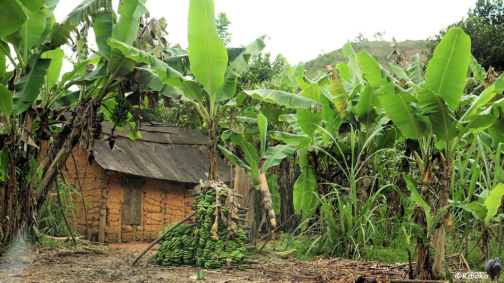 Das Bild zeigt einen Wald von Bananenpflänzen mit großen hellgrünen Blättern. Dazwischen steht eine rotbraune Lehmhütte mit Blechdach. Im Vordergrund ist ein großer Stabel mit grünen Bananenrispen.