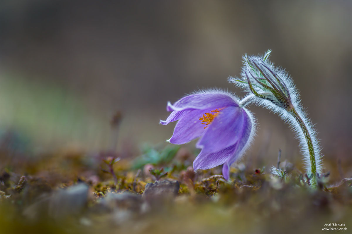 20150328_0101_PS_1200Px.jpg