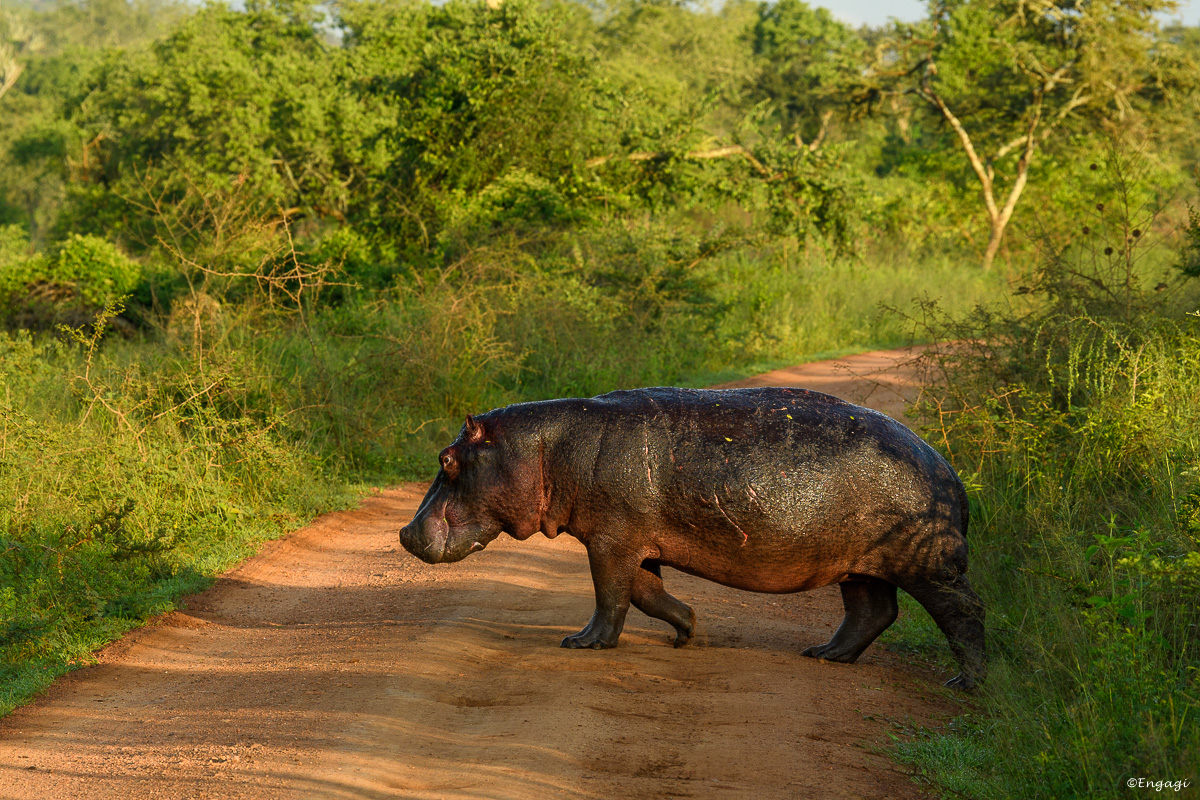 Uganda%202175.jpg