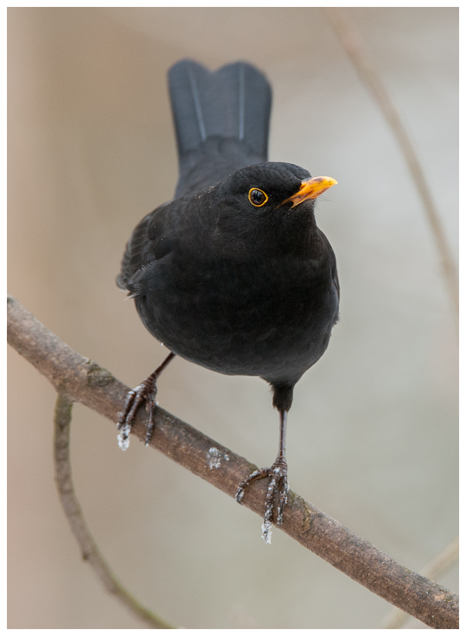 Amsel005.jpg