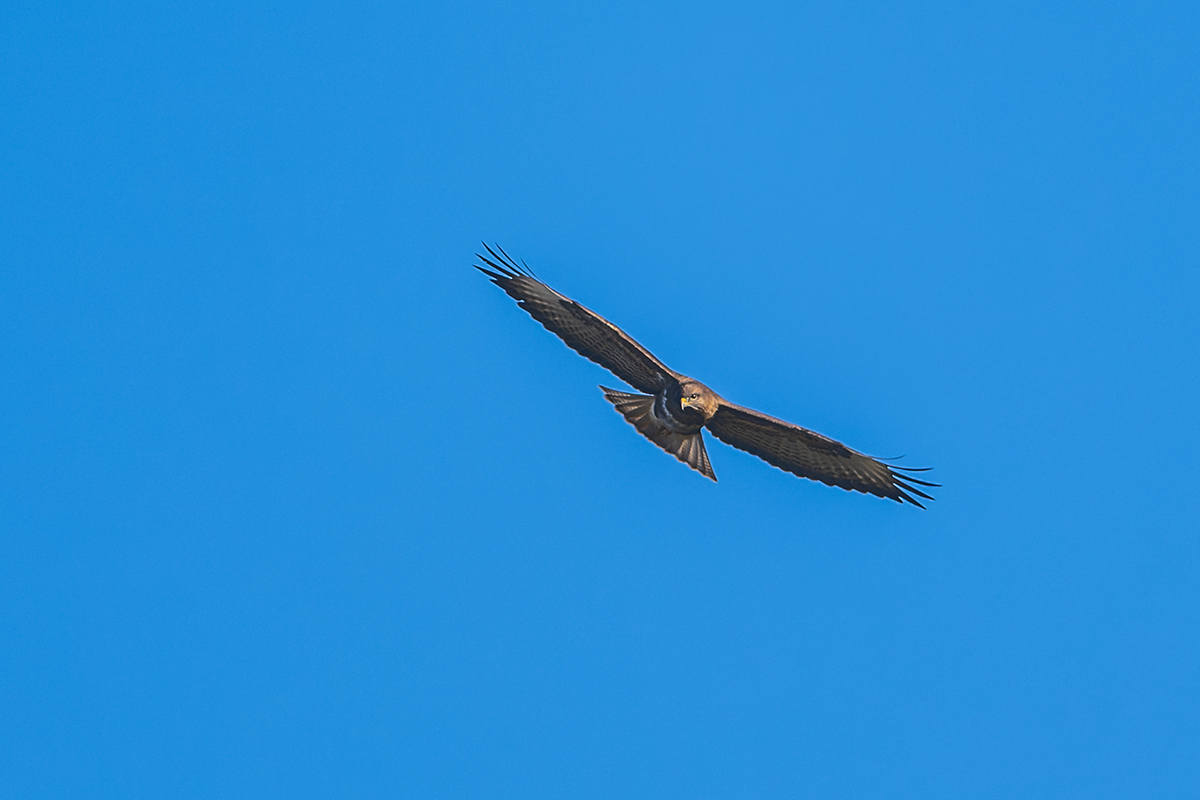 20230208_NZ9_1549_DPNF.jpg